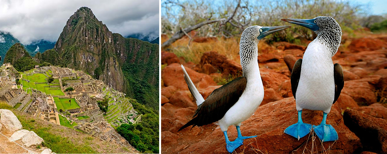 Machu Picchu and tha Galapagos Islands Package